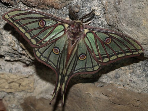 Photo:  green moth